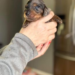 Dachshund Puppies from Rea's Puppies