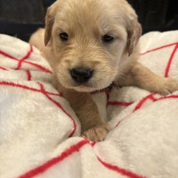 Comet - Light golden male Golden Retriever puppy in Wiley Ford, West Virginia from Shady Hill Acres Golden Retrievers