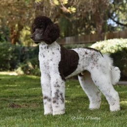 Poodle All Grown Up from Watts Poodles