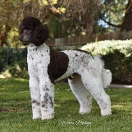 Poodle All Grown Up from Watts Poodles
