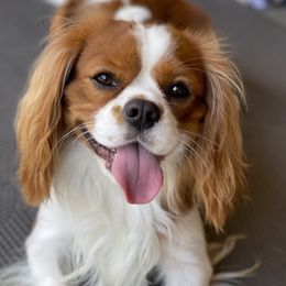 Cavalier King Charles Spaniels from Black Mountain Ranch