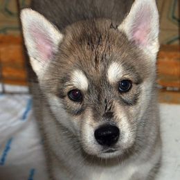 Siberian Huskies from Sunriser Kennels