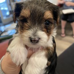 Sirius - Yorkshire Terrier