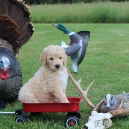 Boy 1 - Cream male Poodle puppy in North Carolina from Masquerade's Standard Poodles of North Carolina