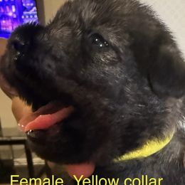 Yellow collar - Pepper and salt female Standard Schnauzer puppy in Hickory Creek, Texas from Dragos Kennel
