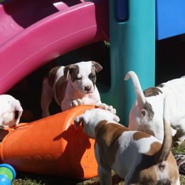 American Bulldog Puppies from Ferocia Kennels