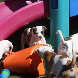 American Bulldog Puppies from Ferocia Kennels