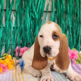 Lemonade - Lemon and white female Basset Hound puppy in Romance, Arkansas from Twin Creek Acres