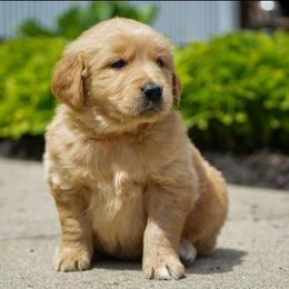Pansy - Golden female Golden Retriever puppy in Saint Joe, Indiana from Golden Acres Farm