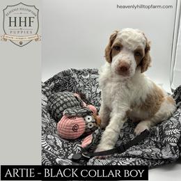 ARTIE - Black Collar Boy - Parti male Poodle puppy in Charlo, Montana from Heavenly Hilltop Farm