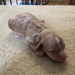 Girl 1 - female Cockapoo puppy in Sheridan, Missouri from Shepherdsfold’s Cockapoos