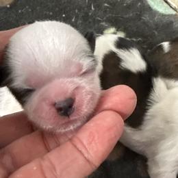 Karis - Black and white female Shih Tzu puppy in Tallahassee, Florida from Bows and Bow Ties
