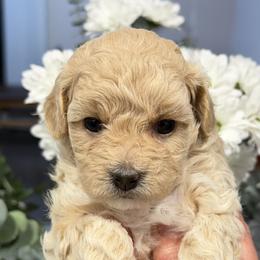 Blonda - Maltipoo