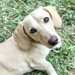 Newgene - Dachshund
