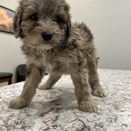 Aussiedoodle, Australian Shepherd, and Poodle Puppies from Barefoot Kennel