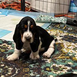 Blue- Max - Black tan and white male Basset Hound puppy in Pflugerville, Texas from Mountain Mama Bassets