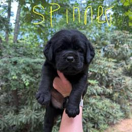 Spinner - Black female Labrador Retriever puppy in Lenoir, North Carolina from Wooten Retrievers