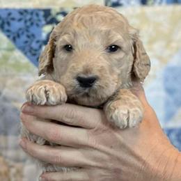 Birch - Cream male Goldendoodle puppy in Kansas City, Missouri from Beary GoldenDoodles