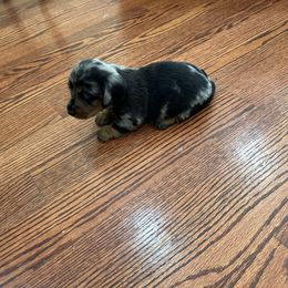 Ceazer - Dapple male Dachshund puppy in Lincolnwood, Illinois from Gulfishan Kennels
