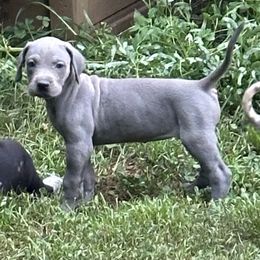 Peter - Blue male Great Dane puppy in Gastonia, North Carolina from Stonebrook Gentle Giants
