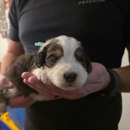 Captain American - Blue merle male Bernedoodle puppy in Blackfoot, Idaho from Draper Mountain Doodles