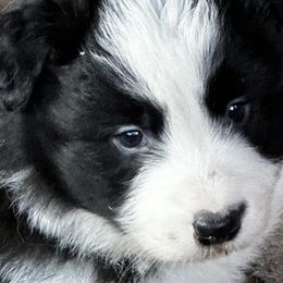 Border Collies from Cedarcreek Border Collies