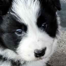 Border Collies from Cedarcreek Border Collies