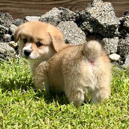 Fawn boy 2 - Fawn male Pembroke Welsh Corgi puppy in Rochester, Indiana from Stacy’s Pembroke Welsh Corgis