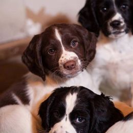 English Cocker Spaniels and English Springer Spaniels from PrairieRose Gundogs - Premium Field Bred Spaniels