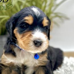 Boy 3 - Tri-color Bernedoodle puppy in Draper, Utah from Draper Doodles