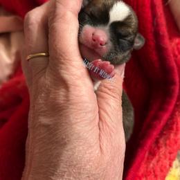 Chihuahua Puppies from Midwest Chihuahuas