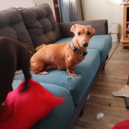 Ethel - Dachshund