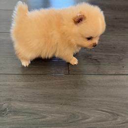 Female- light pink - Cream sable parti female Pomeranian puppy in Cheektowaga, New York from Buffalo Pomeranians 716