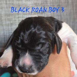 Boy 3 - Liver roan male German Shorthaired Pointer puppy in China Township, Michigan from Snell's Superior Kennel Dobermann & GSP