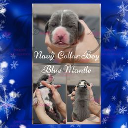 Navy Collar Boy - Blue and white male Great Dane puppy in Longview, Texas from Lazy A Danes