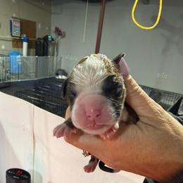 Purple - Fawn female Boxer puppy in Jamesville, New York from Reynolds Homestead Boxers