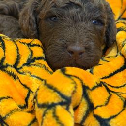 Purple collar - Chocolate female Labradoodle puppy in Manor, Texas from The Lovadoodles of Texas