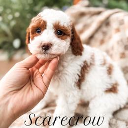 Scarecrow - Blenheim male Cavapoo puppy in Idaho Falls, Idaho from Freckle Paw Family
