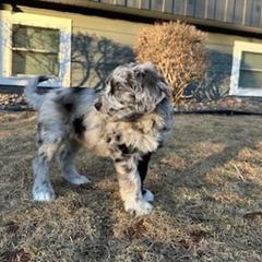 Girl 2 - Bergamasco Sheepdog puppy from Fox Valley Bergamasco