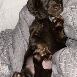 Dachshund Puppies from Garland Weens