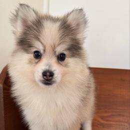 Tinsel - Gray and white female Pomsky puppy in La Verne, California from Red Cedar Pomskies
