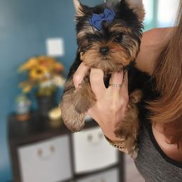 Chihuahua and Yorkshire Terrier Puppies from Royalty Tracks 👑🐾