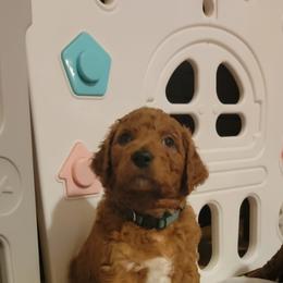 Goldendoodle Puppies from Kimber's Doodles