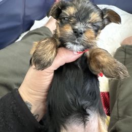 Yorkshire Terrier Puppies from Rosey’s Yorkies
