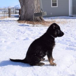 German Shepherd Puppies from BK German Shepherds