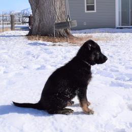 German Shepherd Puppies from BK German Shepherds