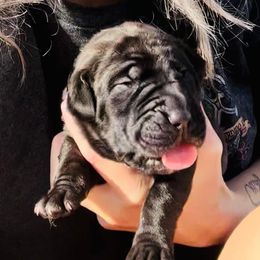Cane Corso Puppies from Venom Cane Corsos