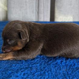 Boy 1 - Red tri male Miniature Australian Shepherd puppy in Sulphur, Louisiana from Triple J Aussies and Corgis