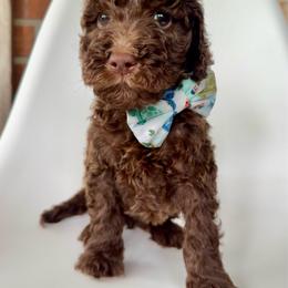 Toast - Chocolate male Goldendoodle puppy in Pulaski, Tennessee from Doodle My Heart