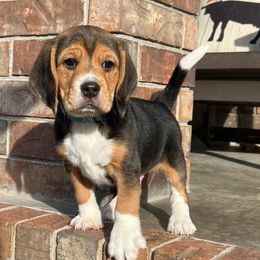 Chip - Black tan and white male Beagle puppy in Mansfield, Missouri from Rippee Creek Kennel